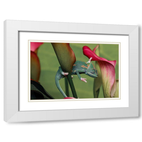 Veiled chameleon White Modern Wood Framed Art Print with Double Matting by Jones, Adam