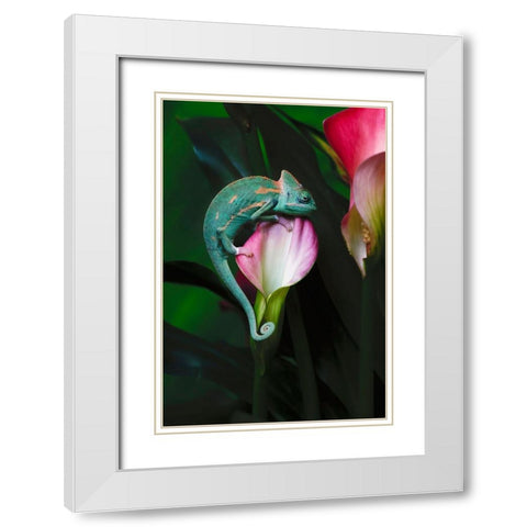 Veiled chameleon White Modern Wood Framed Art Print with Double Matting by Jones, Adam
