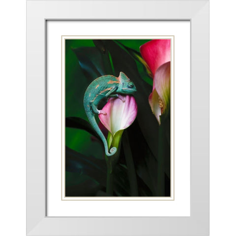 Veiled chameleon White Modern Wood Framed Art Print with Double Matting by Jones, Adam
