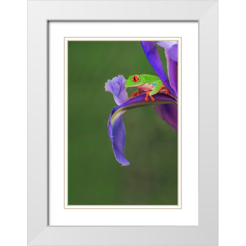 Red-eyed tree frog climbing on iris flower White Modern Wood Framed Art Print with Double Matting by Jones, Adam