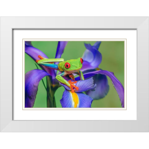 Red-eyed tree frog climbing on iris flower White Modern Wood Framed Art Print with Double Matting by Jones, Adam