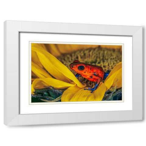 Blue-jean frog-Strawberry poison dart frog White Modern Wood Framed Art Print with Double Matting by Jones, Adam