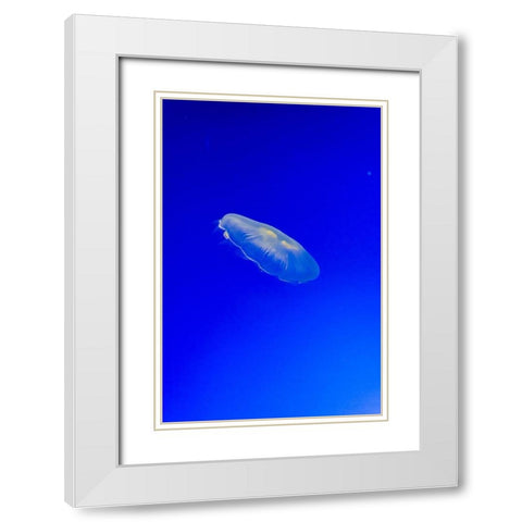 Graceful Jellyfish in Aquarium White Modern Wood Framed Art Print with Double Matting by Miller, Anna