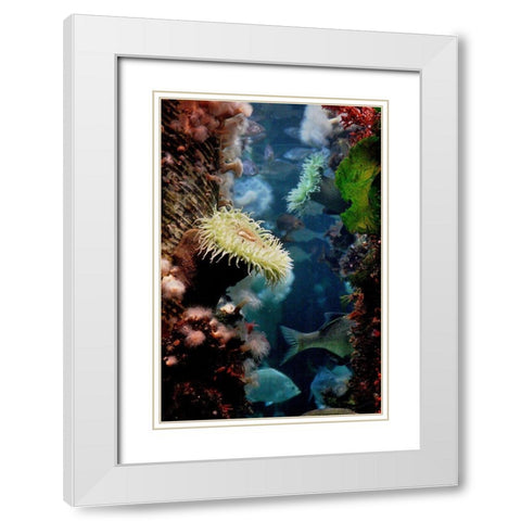 Anemones growing on wood pier pilings White Modern Wood Framed Art Print with Double Matting by Miller, Anna