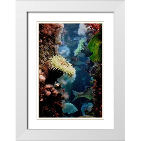 Anemones growing on wood pier pilings White Modern Wood Framed Art Print with Double Matting by Miller, Anna