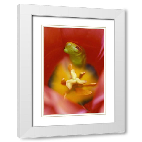 Frog In Tulip White Modern Wood Framed Art Print with Double Matting by Rotenberg, Nancy