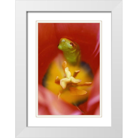 Frog In Tulip White Modern Wood Framed Art Print with Double Matting by Rotenberg, Nancy