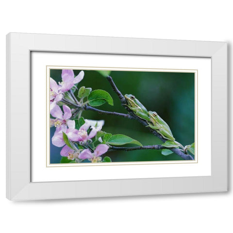 Two Frogs on Branch White Modern Wood Framed Art Print with Double Matting by Rotenberg, Nancy