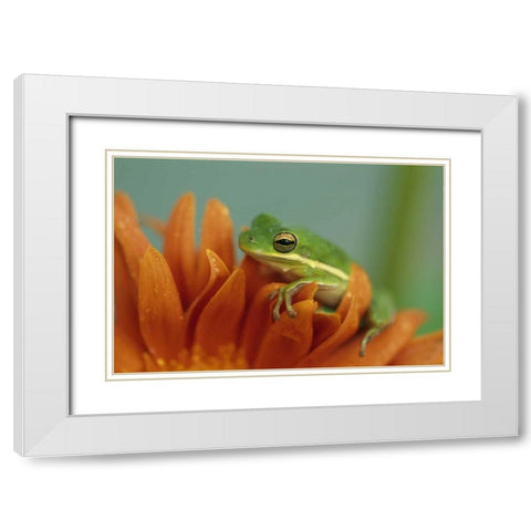 Green Tree Frog on Flower in garden White Modern Wood Framed Art Print with Double Matting by Rotenberg, Nancy