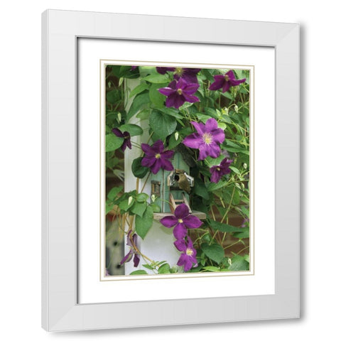 Wren in birdhouse in clematis vine White Modern Wood Framed Art Print with Double Matting by Rotenberg, Nancy
