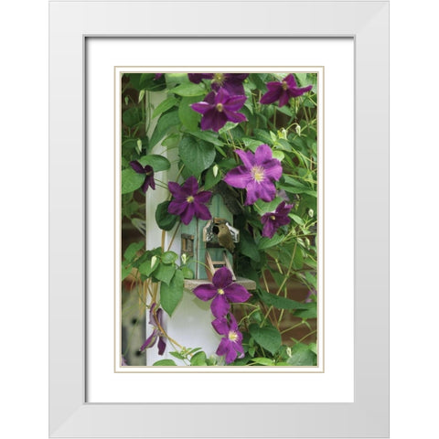 Wren in birdhouse in clematis vine White Modern Wood Framed Art Print with Double Matting by Rotenberg, Nancy