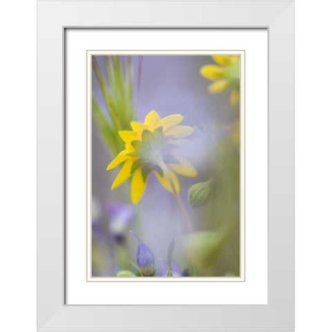 Close-up of wildflowers White Modern Wood Framed Art Print with Double Matting by Anon, Ellen