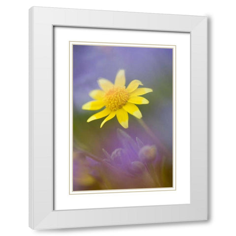 Soft focus of yellow flower among purple flowers White Modern Wood Framed Art Print with Double Matting by Anon, Ellen