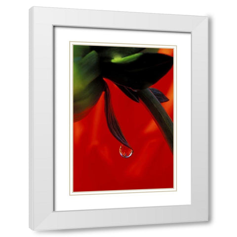 Red dahlia in a dew drop White Modern Wood Framed Art Print with Double Matting by Kirkland, Dennis