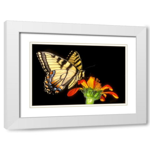 Western tiger swallowtail butterfly on flower White Modern Wood Framed Art Print with Double Matting by Welling, Dave