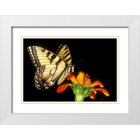 Western tiger swallowtail butterfly on flower White Modern Wood Framed Art Print with Double Matting by Welling, Dave
