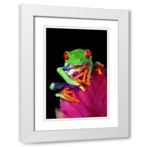 Captive red-eyed tree frog on bromeliad flower White Modern Wood Framed Art Print with Double Matting by Welling, Dave