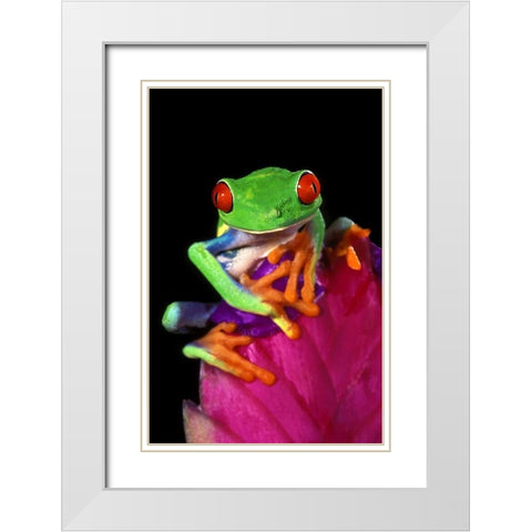 Captive red-eyed tree frog on bromeliad flower White Modern Wood Framed Art Print with Double Matting by Welling, Dave