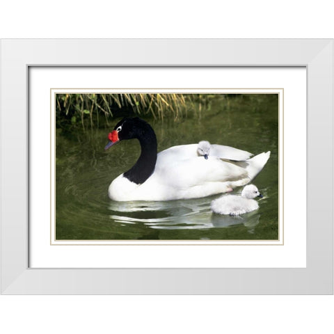 Black-necked swan adult and cygnets in water White Modern Wood Framed Art Print with Double Matting by Welling, Dave