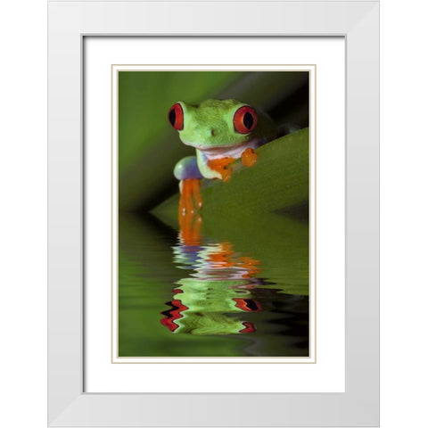 Reflection of red-eyed tree frog in water White Modern Wood Framed Art Print with Double Matting by Flaherty, Dennis