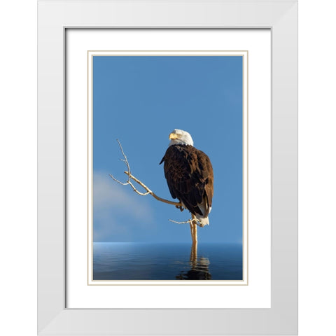Composite of bald eagle on branch protruding from water White Modern Wood Framed Art Print with Double Matting by Jaynes Gallery