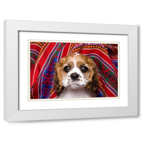 Cocker spaniel puppy and colorful fabric White Modern Wood Framed Art Print with Double Matting by Jaynes Gallery