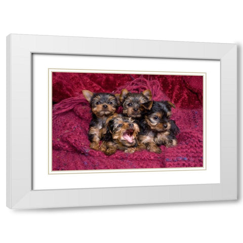 Close-up of Yorkshire terrier puppies on blanket White Modern Wood Framed Art Print with Double Matting by Jaynes Gallery