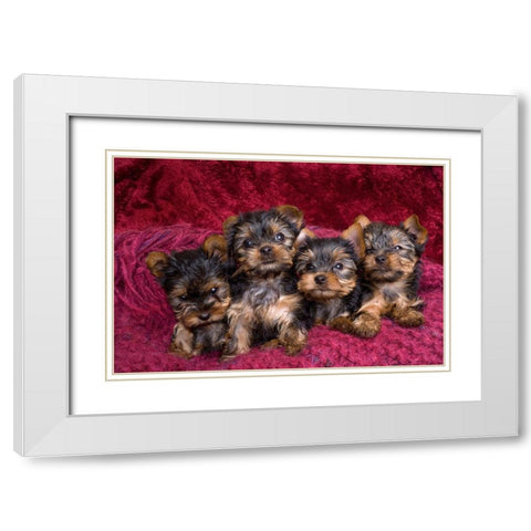 Close-up of Yorkshire terrier puppies on blanket White Modern Wood Framed Art Print with Double Matting by Jaynes Gallery