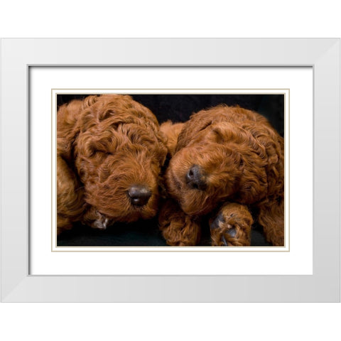 Standard poodle puppies sleeping White Modern Wood Framed Art Print with Double Matting by Jaynes Gallery