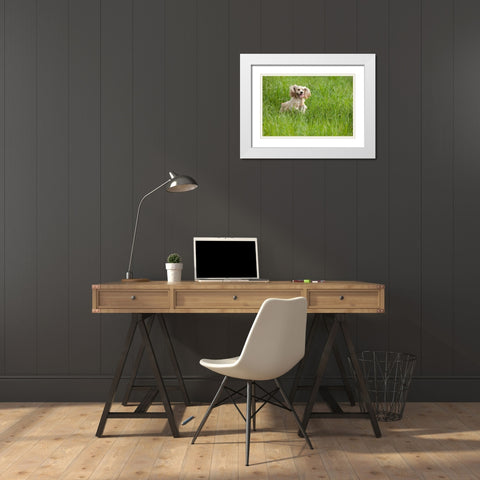 Cocker spaniel running in tall grass White Modern Wood Framed Art Print with Double Matting by Jaynes Gallery