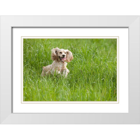 Cocker spaniel running in tall grass White Modern Wood Framed Art Print with Double Matting by Jaynes Gallery