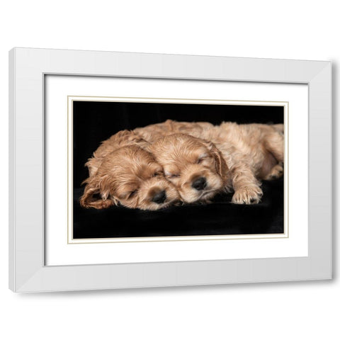 Cocker spaniel puppies sleeping White Modern Wood Framed Art Print with Double Matting by Jaynes Gallery