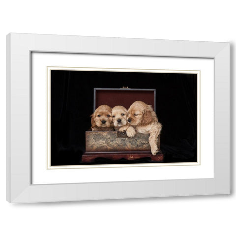 Cocker spaniel puppies in box White Modern Wood Framed Art Print with Double Matting by Jaynes Gallery