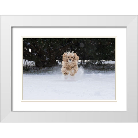Cocker spaniel running in snow White Modern Wood Framed Art Print with Double Matting by Jaynes Gallery