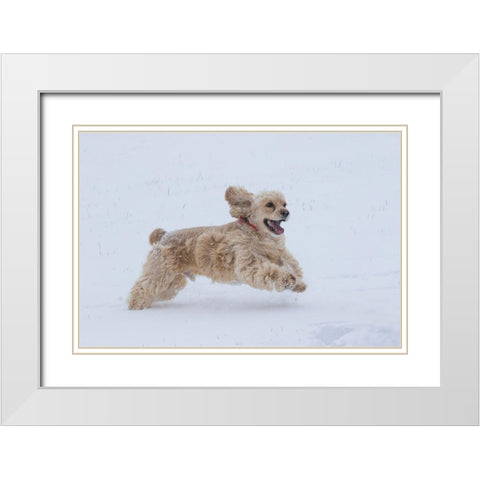 Cocker spaniel running in snow White Modern Wood Framed Art Print with Double Matting by Jaynes Gallery