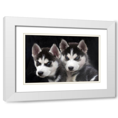 Siberian husky puppies close-up White Modern Wood Framed Art Print with Double Matting by Jaynes Gallery