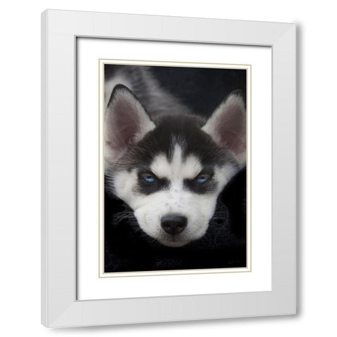 Siberian husky puppy close-up White Modern Wood Framed Art Print with Double Matting by Jaynes Gallery