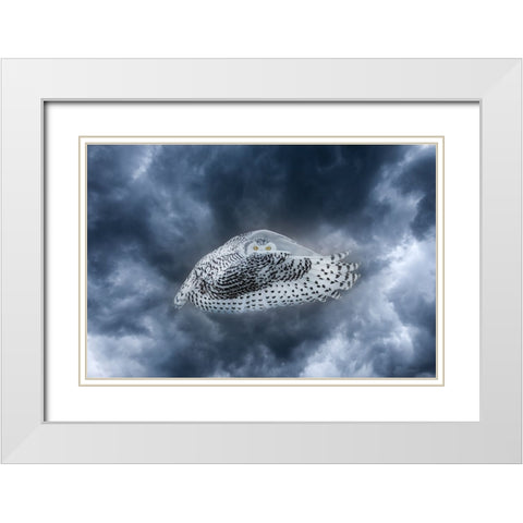 Canada-Composite of female snowy owl in flight White Modern Wood Framed Art Print with Double Matting by Jaynes Gallery