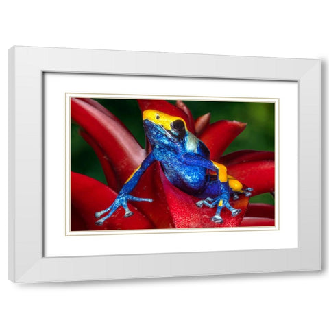 Close-up of poison dart frog on plant. White Modern Wood Framed Art Print with Double Matting by Jaynes Gallery