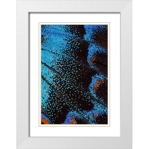 Red-spotted purple butterfly-Limenitis arthemis White Modern Wood Framed Art Print with Double Matting by Gulin, Darrell