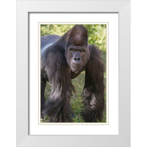 Portrait of Critically Endangered Western Lowland Gorilla White Modern Wood Framed Art Print with Double Matting by Garber, Howie
