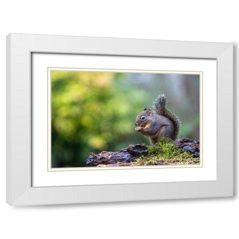 Douglas Squirrel standing on a log eating a nut White Modern Wood Framed Art Print with Double Matting by Horton, Janet