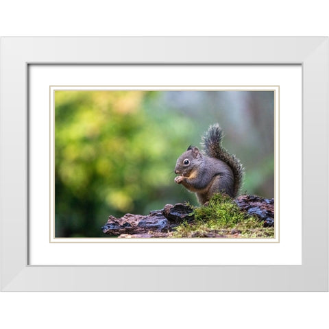 Douglas Squirrel standing on a log eating a nut White Modern Wood Framed Art Print with Double Matting by Horton, Janet