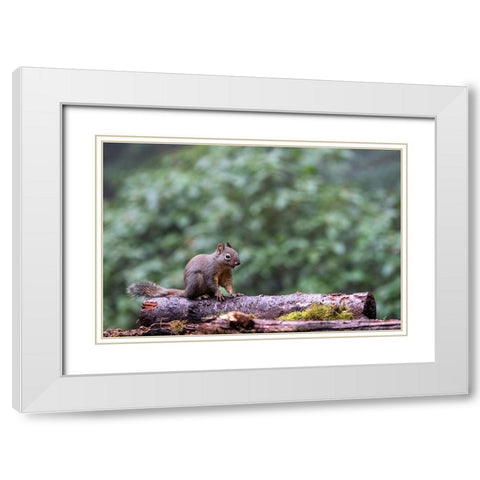 Douglas Squirrel standing on a log White Modern Wood Framed Art Print with Double Matting by Horton, Janet