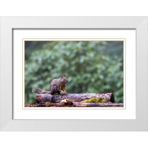 Douglas Squirrel standing on a log White Modern Wood Framed Art Print with Double Matting by Horton, Janet