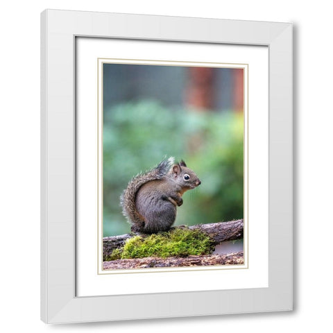 Douglas Squirrel standing on a log White Modern Wood Framed Art Print with Double Matting by Horton, Janet