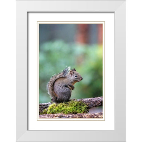 Douglas Squirrel standing on a log White Modern Wood Framed Art Print with Double Matting by Horton, Janet