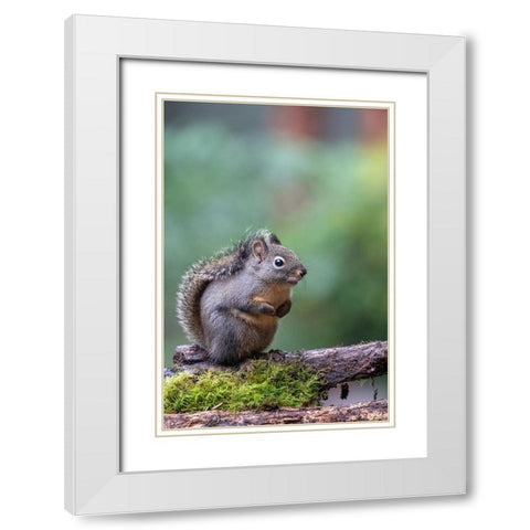 Douglas Squirrel standing on a log White Modern Wood Framed Art Print with Double Matting by Horton, Janet