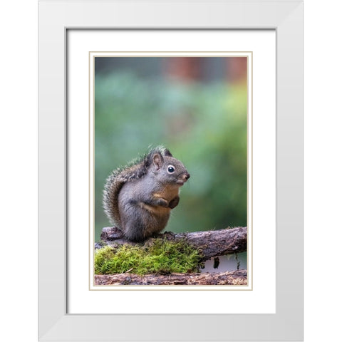 Douglas Squirrel standing on a log White Modern Wood Framed Art Print with Double Matting by Horton, Janet