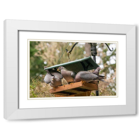 Flock of Band-tailed Pigeons cramming into a birdfeeder White Modern Wood Framed Art Print with Double Matting by Horton, Janet
